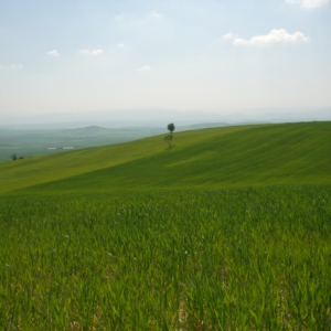Campi di Grano a Monetserico2