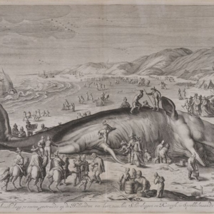 Litografia di Giian Van der Gouwen (1640-1720)_Balena spiaggiata nel 1598