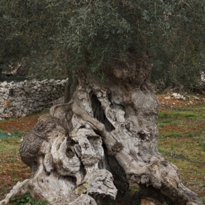 box 6_Rocco Giove_Ulivo